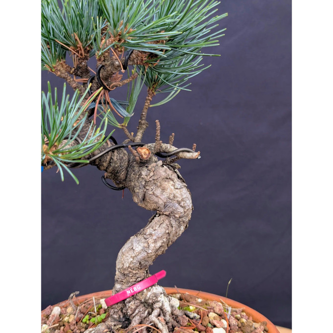 Japanese Five Needle Pine Bonsai – Imported from Japan in Tokoname Grow Pot (No. 22006)