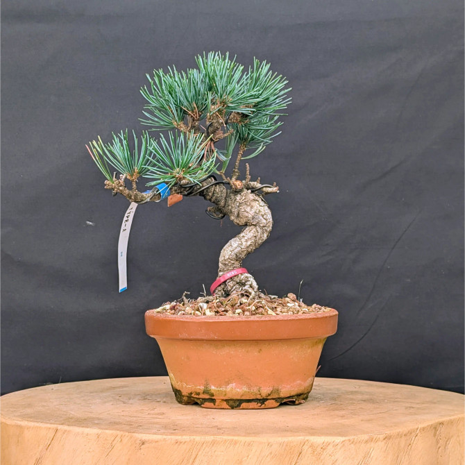 Japanese Five Needle Pine Bonsai – Imported from Japan in Tokoname Grow Pot (No. 22006)