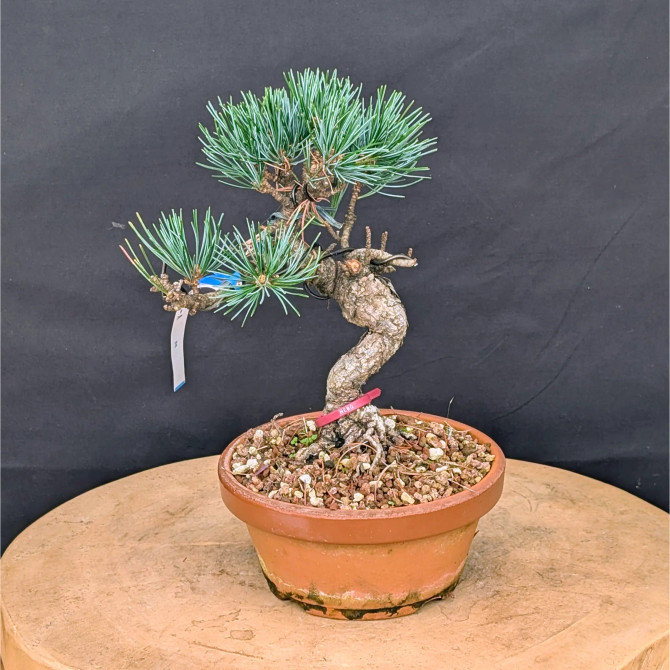 Japanese Five Needle Pine Bonsai – Imported from Japan in Tokoname Grow Pot (No. 22006)