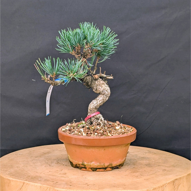 Japanese Five Needle Pine Bonsai – Imported from Japan in Tokoname Grow Pot (No. 22006)