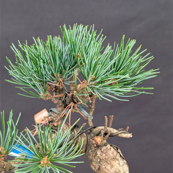 Japanese Five Needle Pine Bonsai – Imported from Japan in Tokoname Grow Pot (No. 22006)