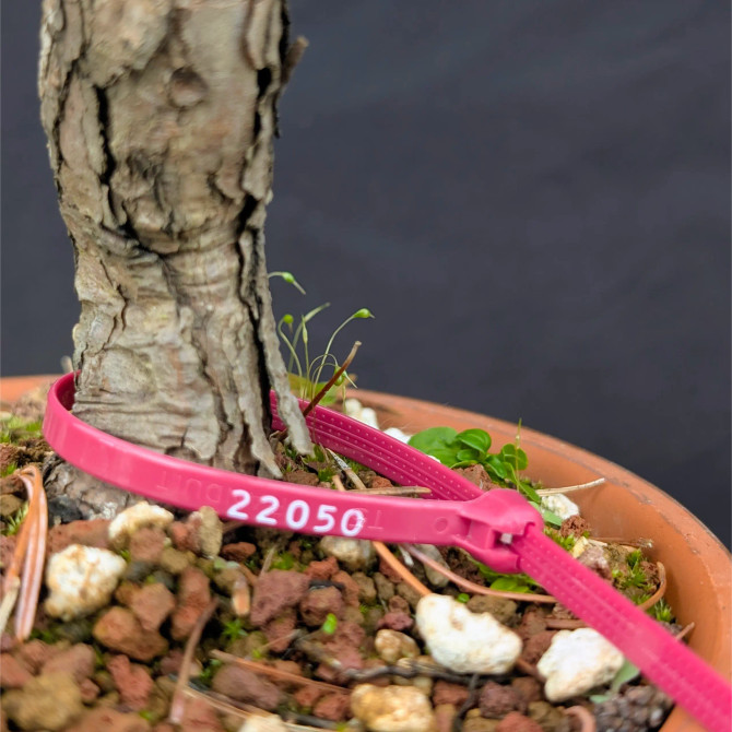 Japanese Five Needle Pine Bonsai – Imported from Japan in Tokoname Grow Pot (No. 22050)