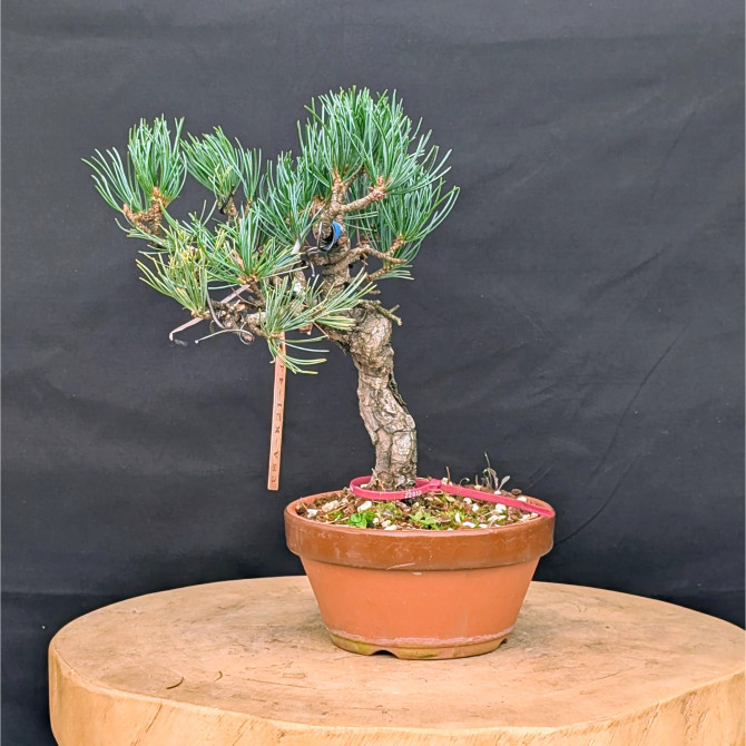 Japanese Five Needle Pine Bonsai – Imported from Japan in Tokoname Grow Pot (No. 22050)
