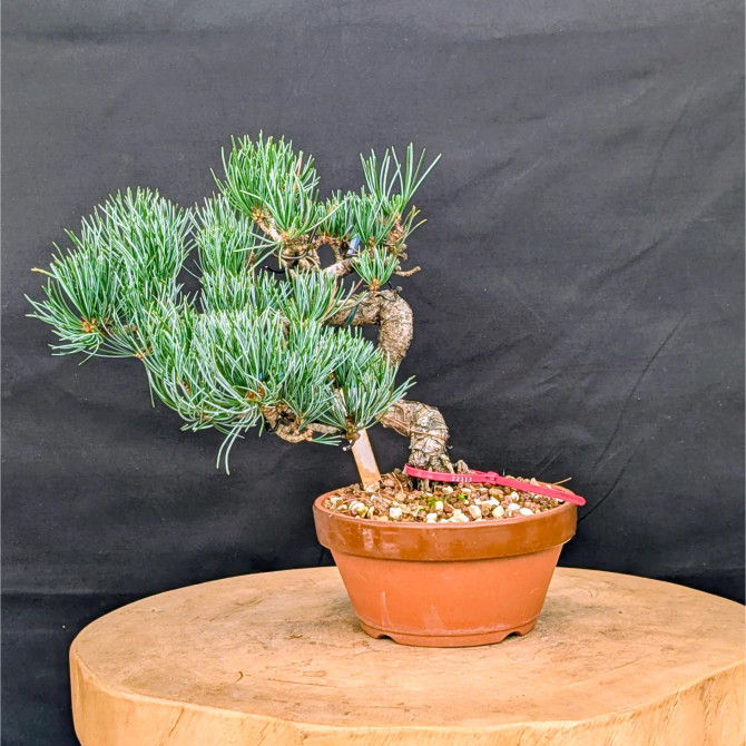 Japanese Five Needle Pine Bonsai – Imported from Japan in Tokoname Grow Pot (No. 22113)