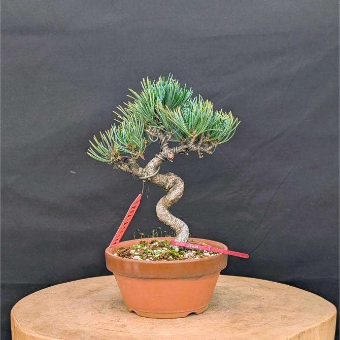 Japanese Five Needle Pine Bonsai – Imported from Japan in Tokoname Grow Pot (No. 22049)