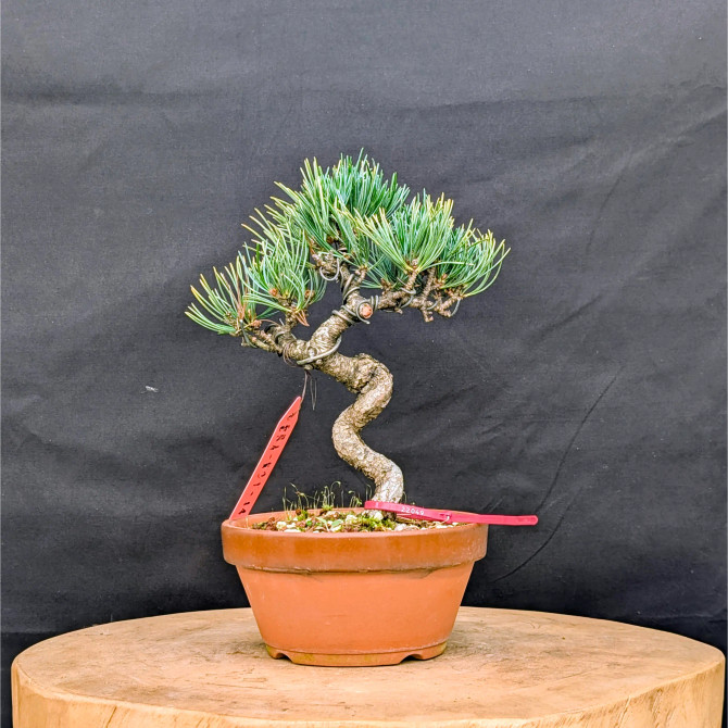 Japanese Five Needle Pine Bonsai – Imported from Japan in Tokoname Grow Pot (No. 22049)