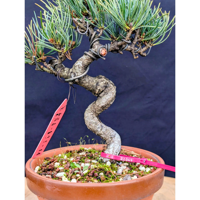 Japanese Five Needle Pine Bonsai – Imported from Japan in Tokoname Grow Pot (No. 22049)