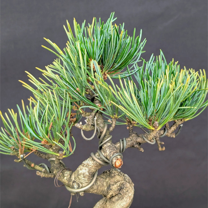 Japanese Five Needle Pine Bonsai – Imported from Japan in Tokoname Grow Pot (No. 22049)