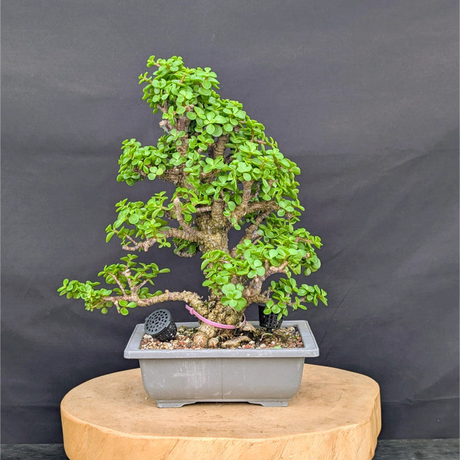 Cork Bark Jade 'Portulacara afra' in a Grow Pot (No. 13501)