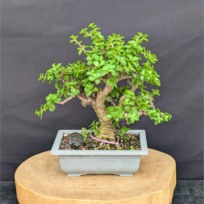 Cork Bark Jade 'Portulacara afra' in a Grow Pot (No. 11809)