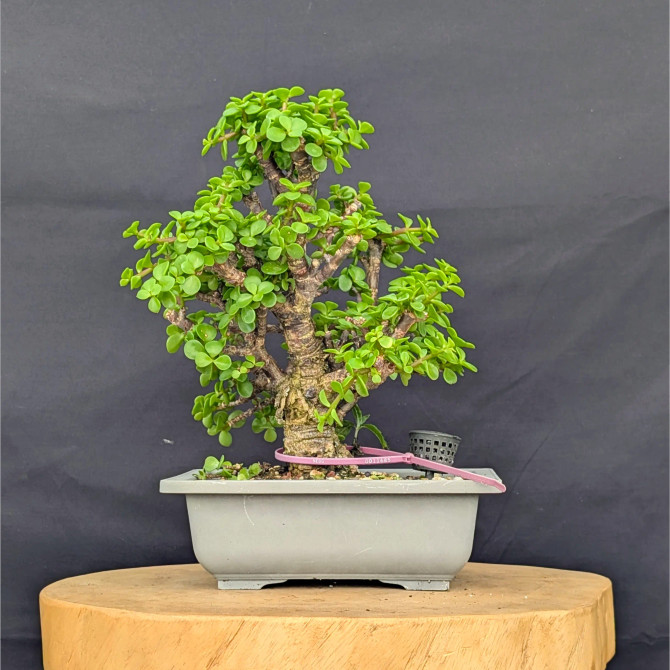 Cork Bark Jade 'Portulacara afra' in a Grow Pot (No. 11685)