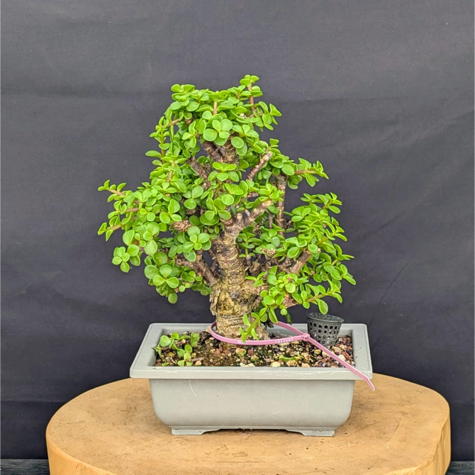 Cork Bark Jade 'Portulacara afra' in a Grow Pot (No. 11685)