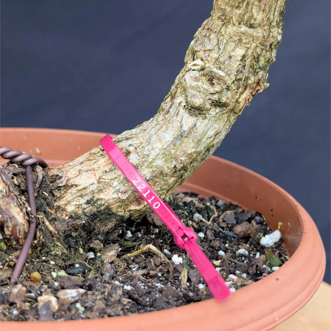 Cork Bark Jade 'Portulacara afra' in a Grow Pot (No. 22110)