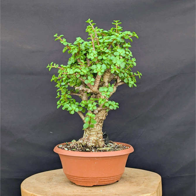 Cork Bark Jade 'Portulacara afra' in a Grow Pot (No. 22900)