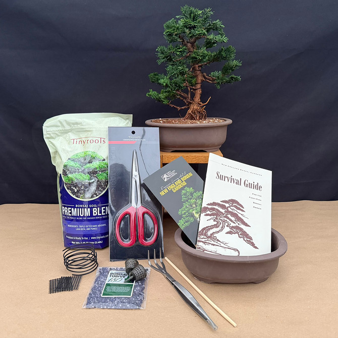 DIY Dwarf Hinoki Cypress Bonsai Kit - Create Your Own Outdoor Bonsai