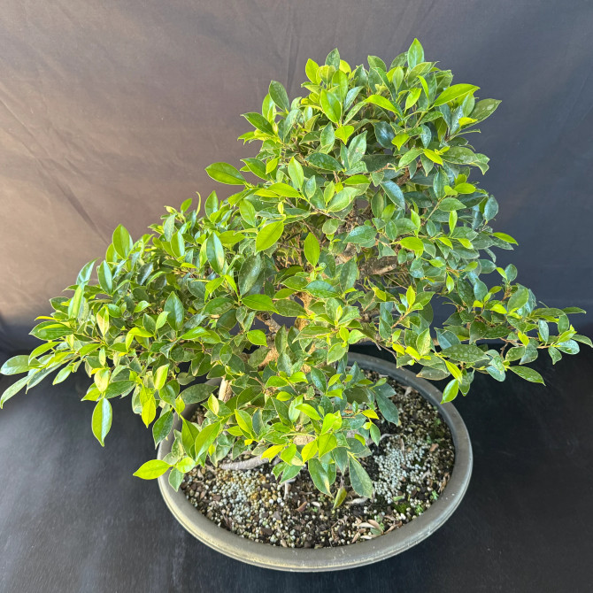 Old Imported Tiger Bark Ficus in a Grow Pot (No. 19205)