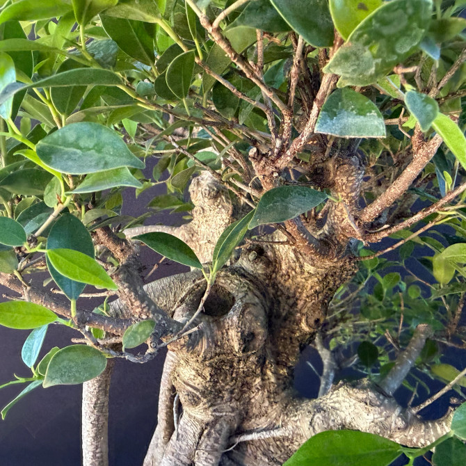 Old Imported Tiger Bark Ficus in a Grow Pot (No. 19170)