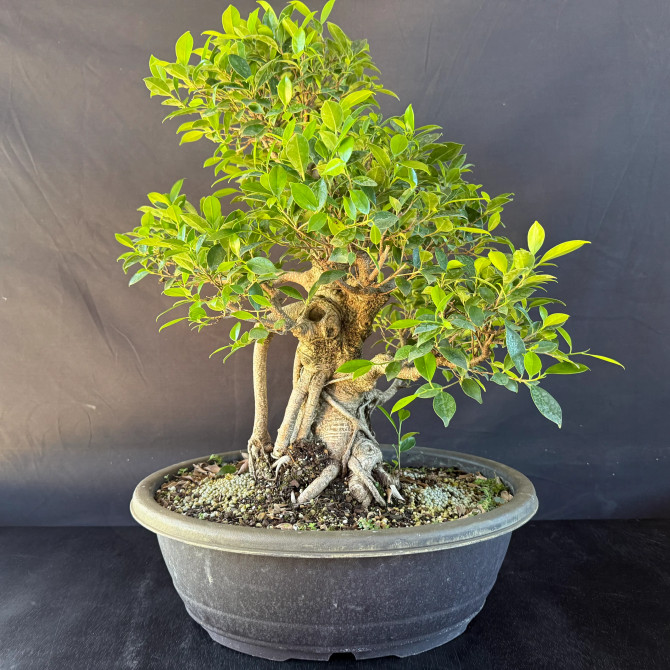 Old Imported Tiger Bark Ficus in a Grow Pot (No. 19170)