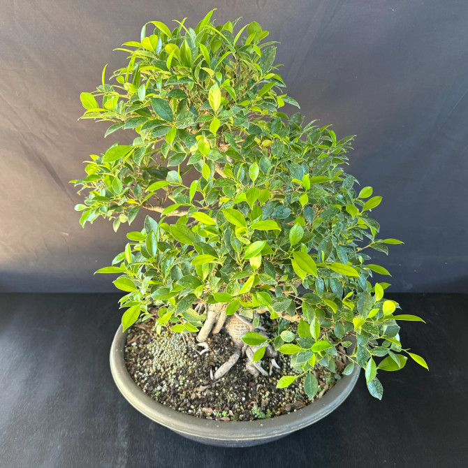 Old Imported Tiger Bark Ficus in a Grow Pot (No. 19170)