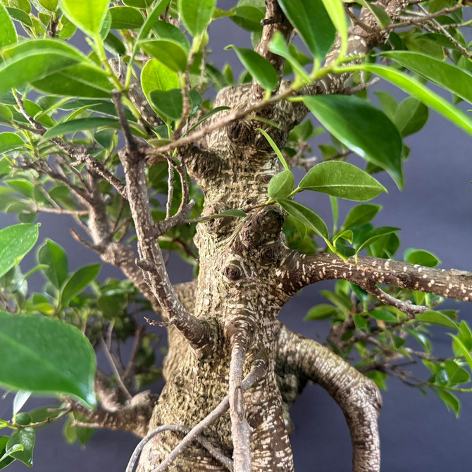 One-of-a-Kind Imported Tiger Bark Ficus Bonsai – Show-Pot Specimen in Glazed Yixing Ceramic