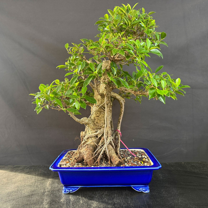 One-of-a-Kind Imported Tiger Bark Ficus Bonsai – Show-Pot Specimen in Glazed Yixing Ceramic
