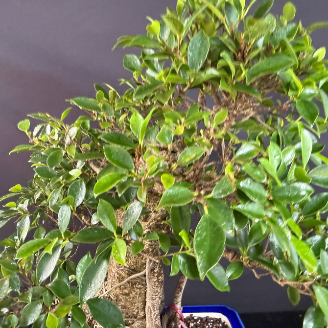 One-of-a-Kind Imported Tiger Bark Ficus Bonsai – Show-Pot Specimen in Glazed Yixing Ceramic