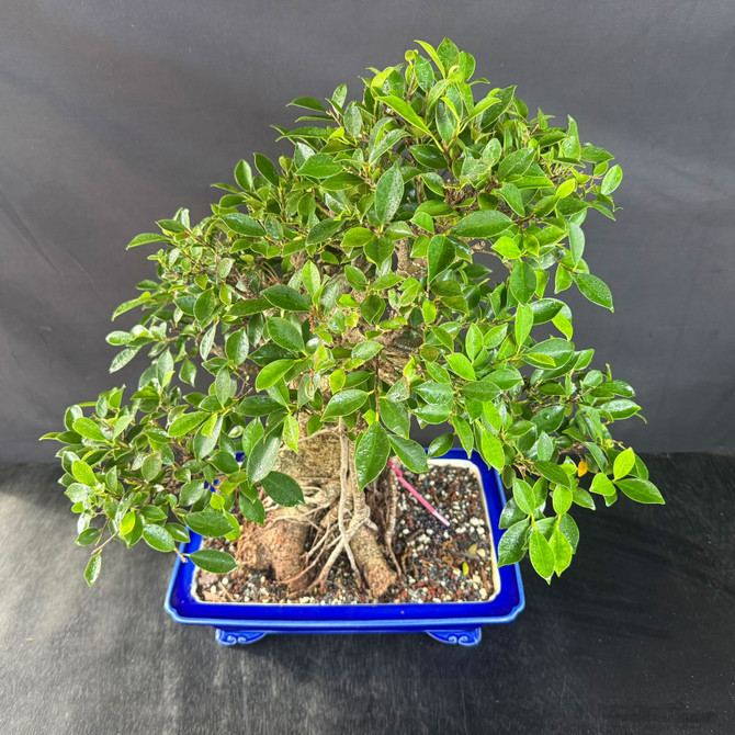 One-of-a-Kind Imported Tiger Bark Ficus Bonsai – Show-Pot Specimen in Glazed Yixing Ceramic