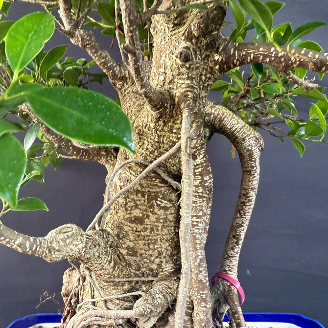 One-of-a-Kind Imported Tiger Bark Ficus Bonsai – Show-Pot Specimen in Glazed Yixing Ceramic