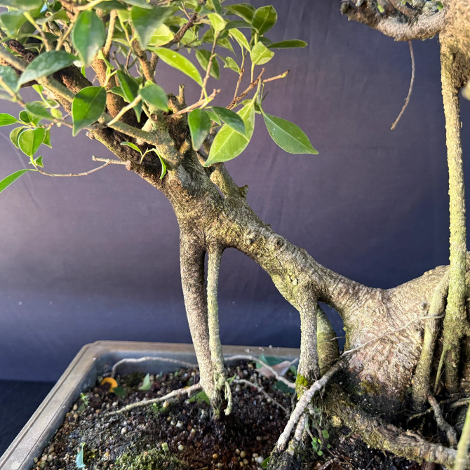 Old Imported Tiger Bark Ficus in a Grow Pot (No. 19143)