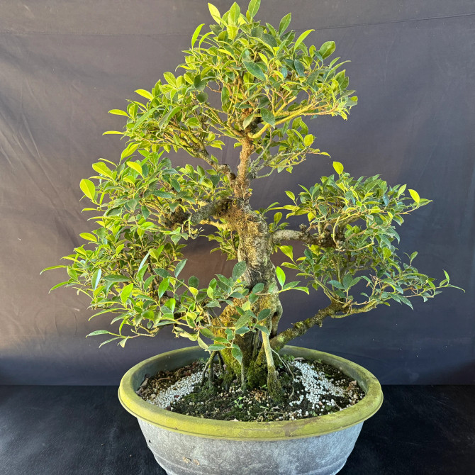 Old Imported Tiger Bark Ficus in a Grow Pot (No. 19159)