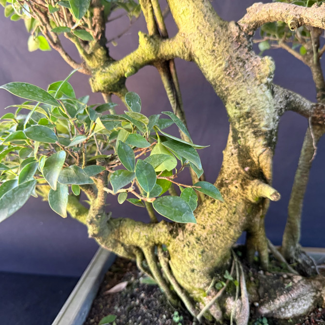 Old Imported Tiger Bark Ficus with Nebari (No. 19159)