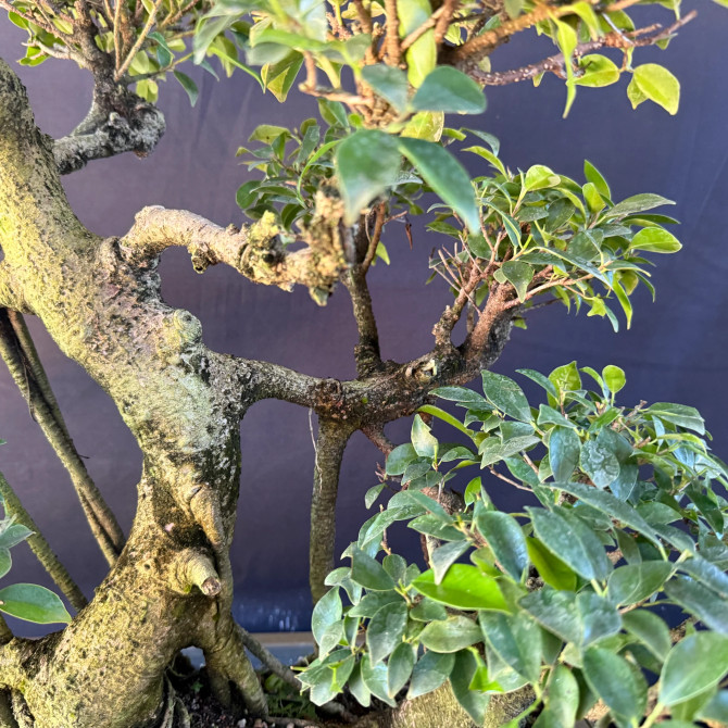 Old Imported Tiger Bark Ficus with Nebari (No. 19159)
