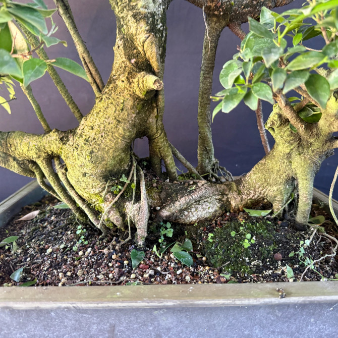 Old Imported Tiger Bark Ficus with Nebari (No. 19159)