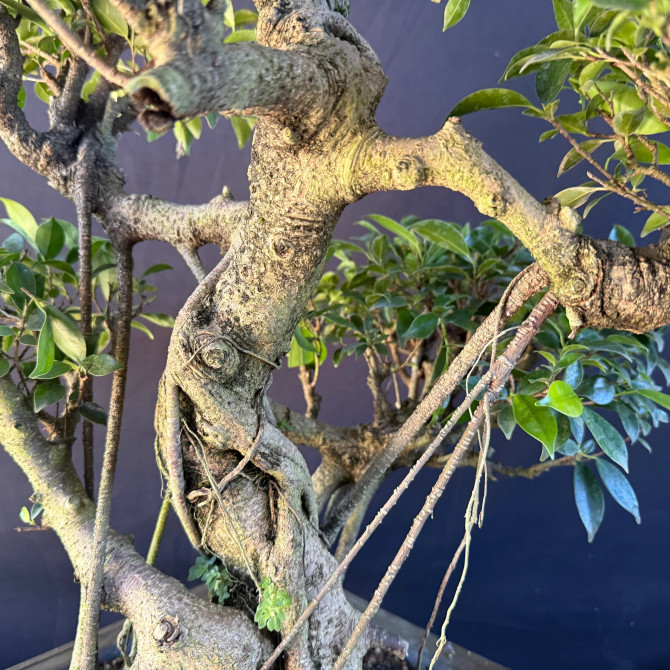 Old Imported Tiger Bark Ficus with Nebari & Air Roots (No. 19117)