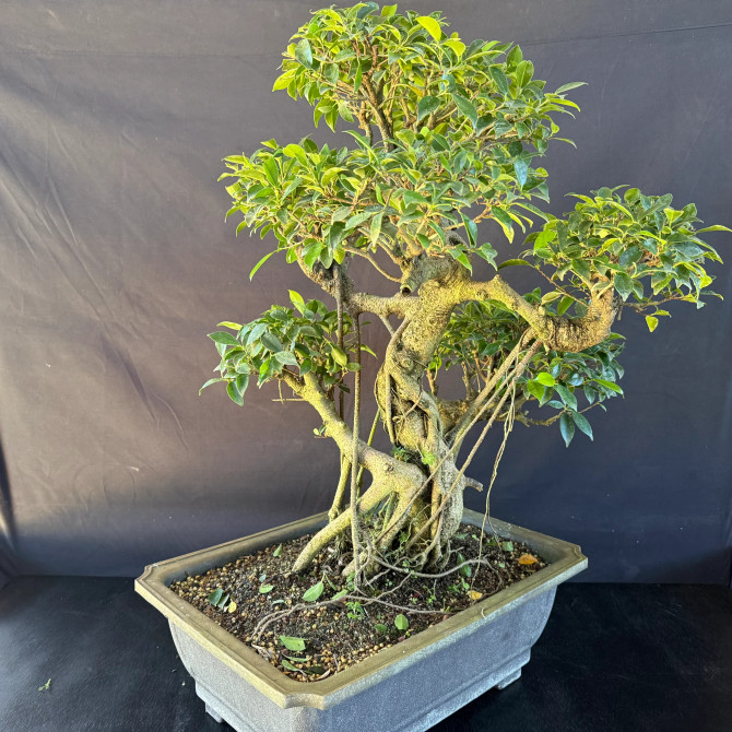 Old Imported Tiger Bark Ficus with Nebari & Air Roots (No. 19117)