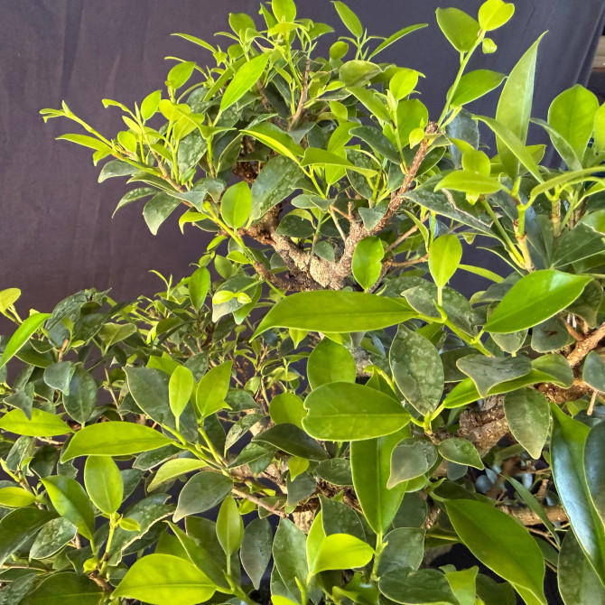 Old Imported Tiger Bark Ficus with Nebari (No. 19096)