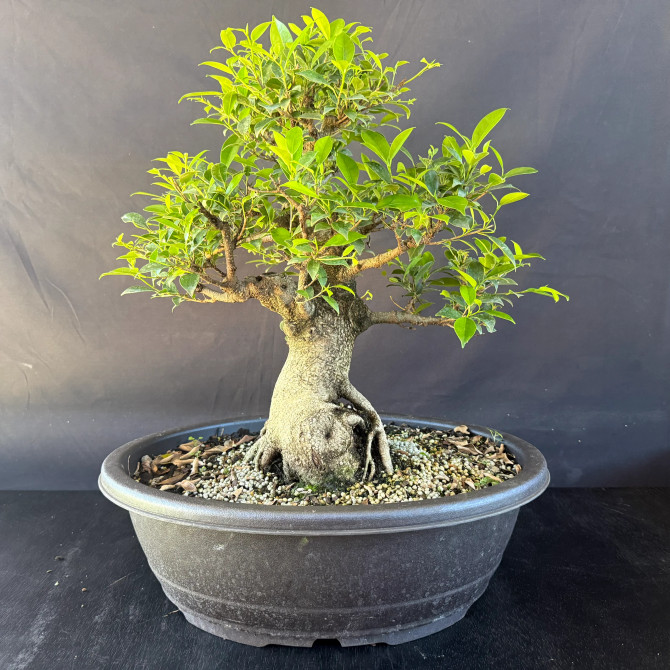 Old Imported Tiger Bark Ficus with Nebari (No. 19096)