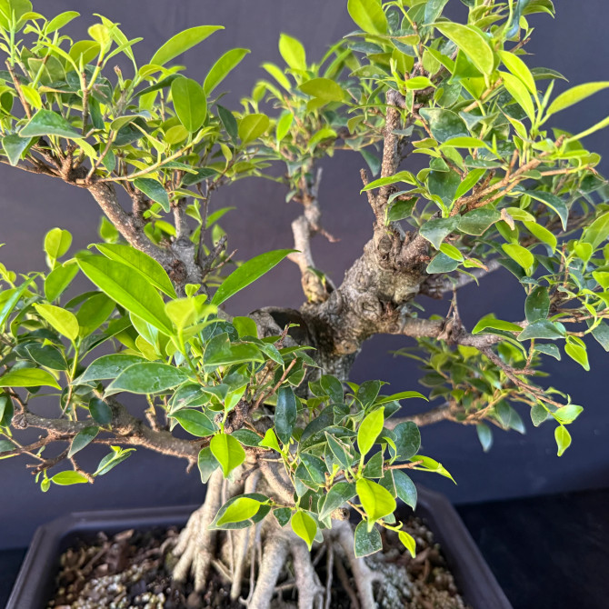 Old Imported Tiger Bark Ficus with Nebari (No. 19223)