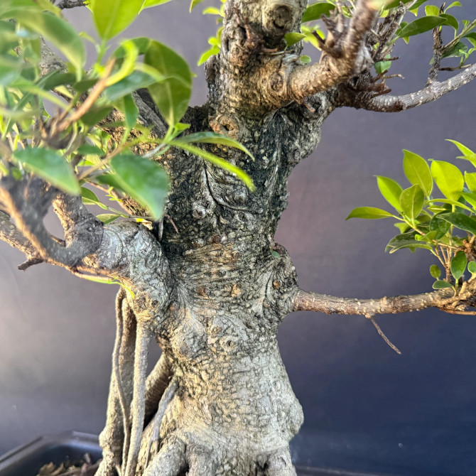 Old Imported Tiger Bark Ficus with Nebari (No. 19223)