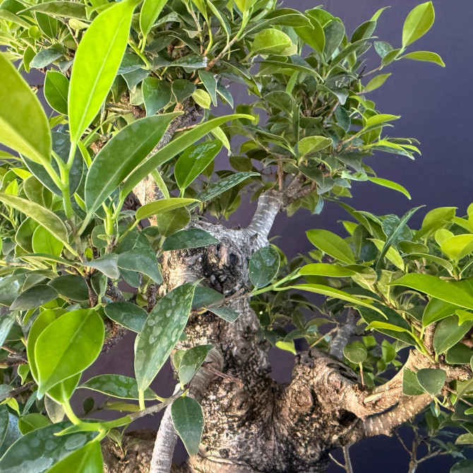 Old Imported Tiger Bark Ficus in a Grow Pot (No. 19144)
