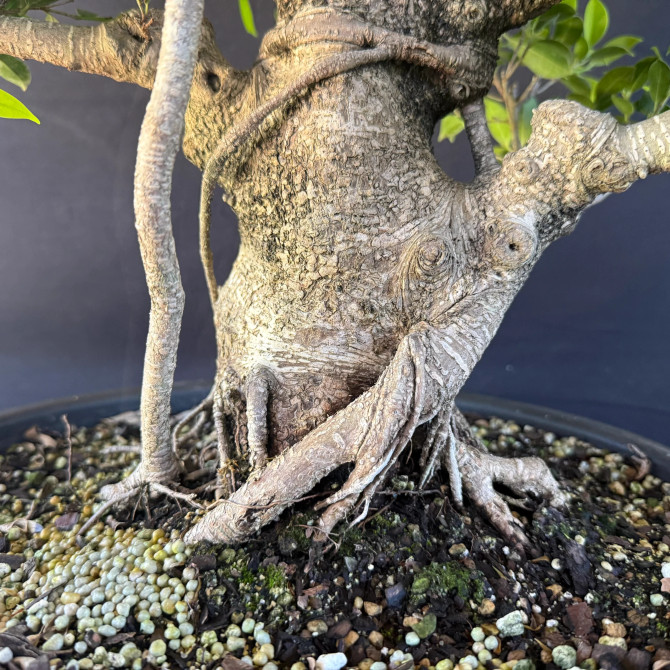 Old Imported Tiger Bark Ficus in a Grow Pot (No. 19144)