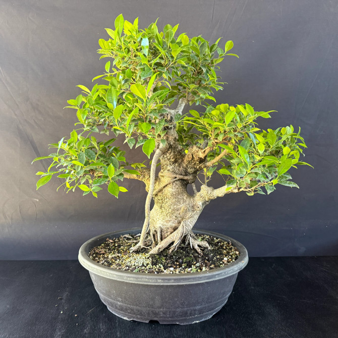 Old Imported Tiger Bark Ficus in a Grow Pot (No. 19144)