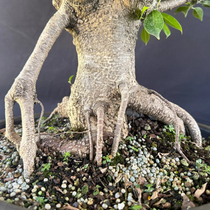 Old Imported Tiger Bark Ficus with Nebari (No. 19100)