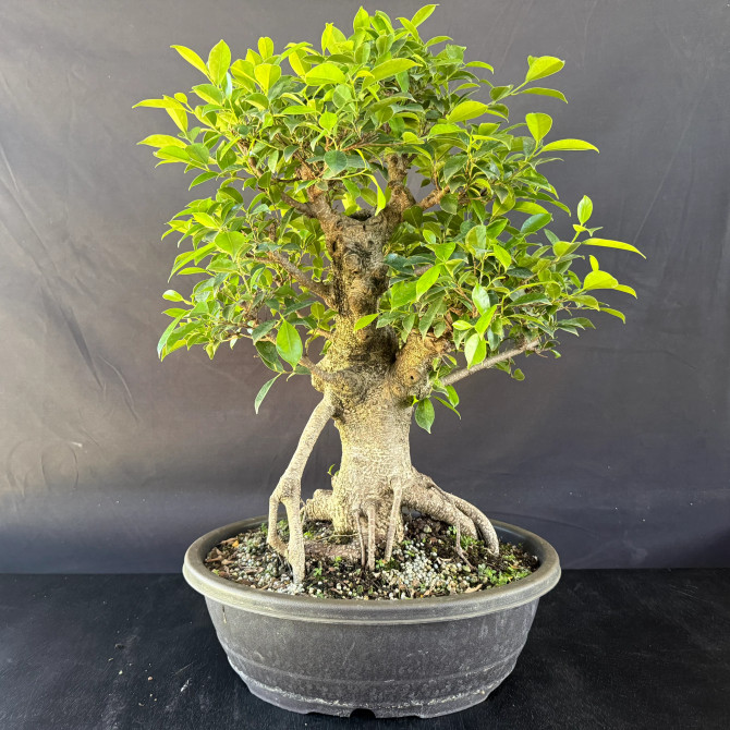Old Imported Tiger Bark Ficus with Nebari (No. 19100)
