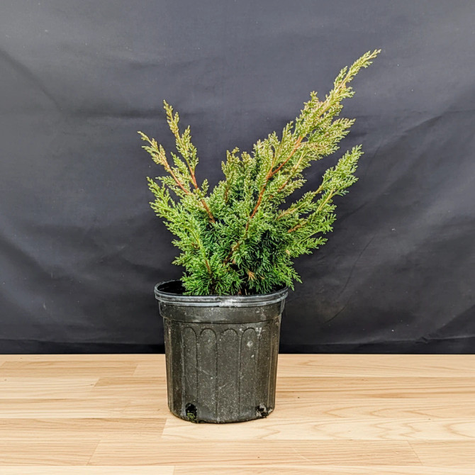 Black Pine & Juniper Bonsai Starter Bundle (4-Piece Set)