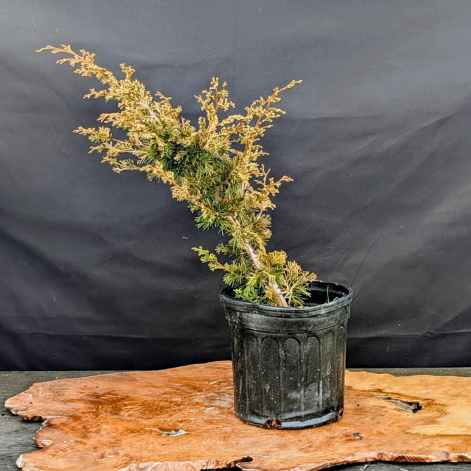 Black Pine & Juniper Bonsai Starter Bundle (4-Piece Set)