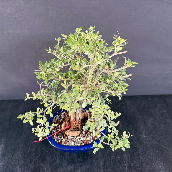 Black Olive Clump Style Bonsai in a blue glazed Ceramic Pot