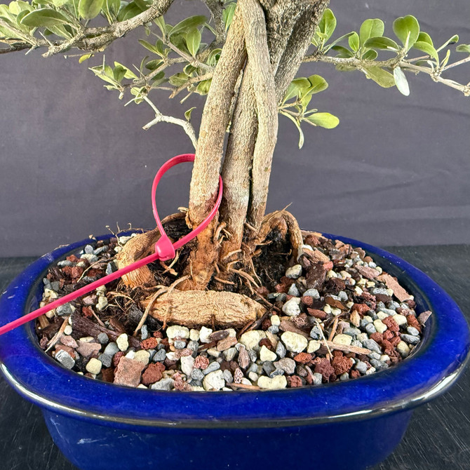 Black Olive Clump Style Bonsai in a blue glazed Ceramic Pot