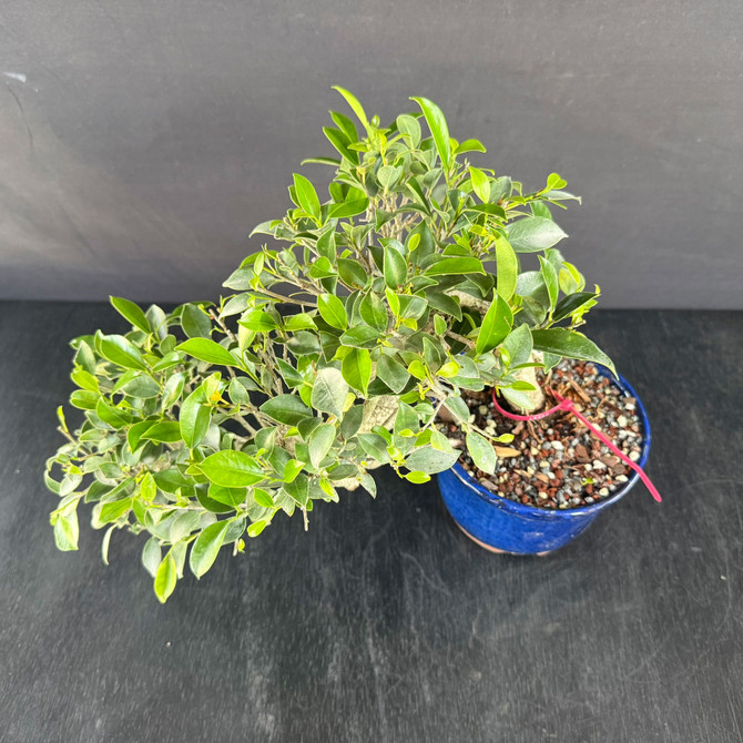 Tiger Bark Ficus Cascade Bonsai – Compact Natural Flow with Mature Bark