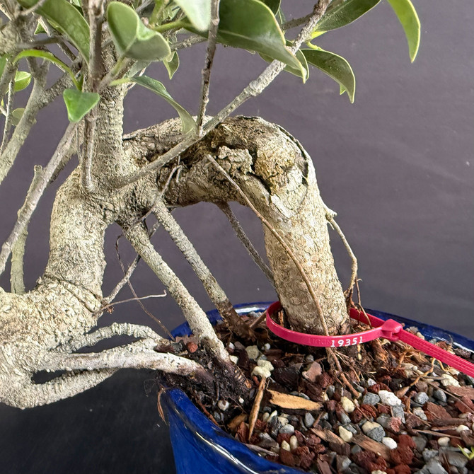 Tiger Bark Ficus Cascade Bonsai – Compact Natural Flow with Mature Bark